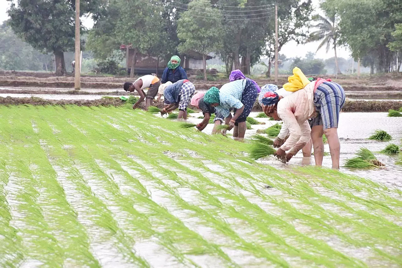 कृषक उन्नति योजना से लाभान्वित हो रहे जिले के किसान