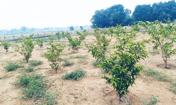 बंजर से बनी बगिया