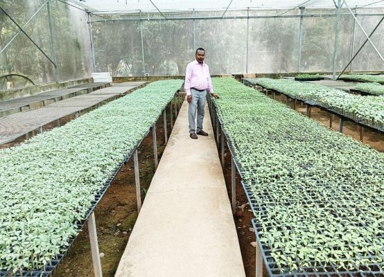 मिनी प्लग टाइप सीडलिंग यूनिट : किसानों के लिए गुणवत्तायुक्त पौधों का नया समाधान