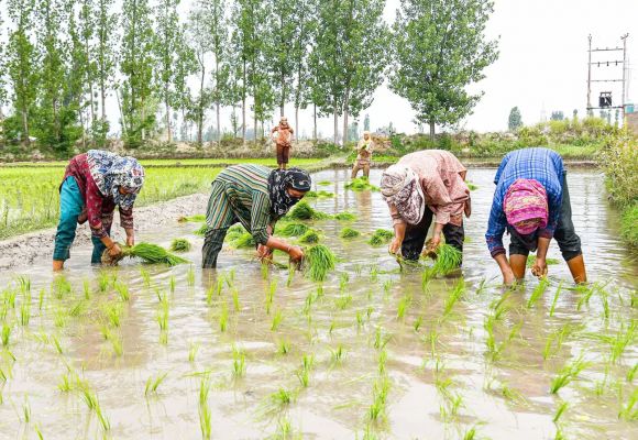 प्रदेश में मानसून के साथ खेती-किसानी का कार्य जोरों पर
