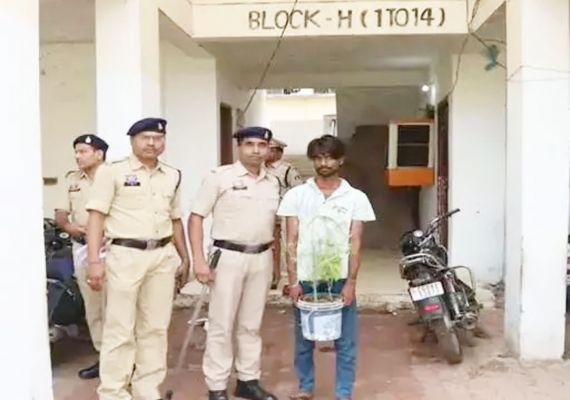 घर से मिला गांजे का पौधा, उगाने वाला गिरफ्तार