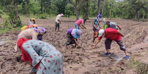 रायपुर : गौठानों में हरे चारे के लिए नेपियर घास का हो रहा रोपण