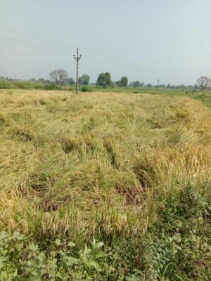इस साल सर्वाधिक धान खरीदी का बना रिकॉर्ड