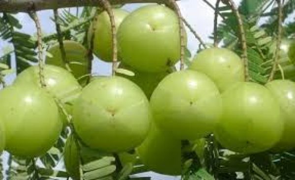 आंवले के फायदे जानकर आप भी हो जाओगे हैरान