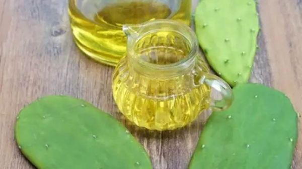  तनाव ही नहीं झड़ते बालों की समस्या से भी छुटकारा देगा कैक्टस ऑयल