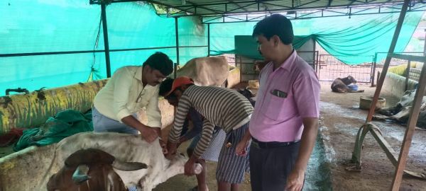 रायपुर : लंपी वायरस के बढ़ते खतरे को देखते हुए टीकाकरण अभियान तेज, न.नि जोन क्रमांक- 6 में हुआ टीकाकरण 