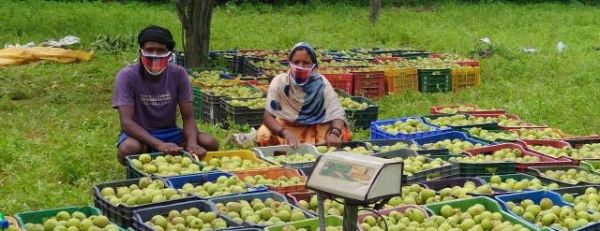 छत्तीसगढ़ के नाशपाती का स्वाद पहुंचा दूर-दूर तक