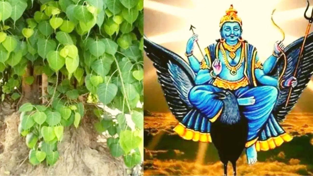 शनिवार को करें पीपल के पेड़ का ये उपाय, शनिदेव का मिलेगा आशीर्वाद
