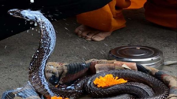  नागपंचमी पर जरूर करें इन चीजों का सेवन 