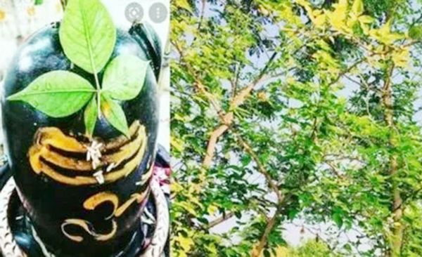 आज प्रदोष व्रत पर इन विधियों से करें बेलपत्र के पेड़ की पूजा