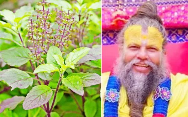 "इस दिन तुलसी तोड़ना ब्रह्महत्या (ब्राह्मण हत्या) करने के समान"