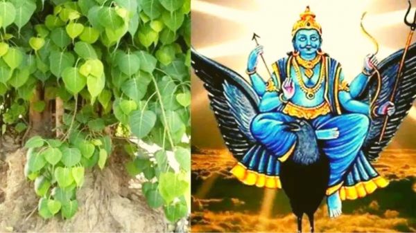 शनिवार को करें पीपल के पेड़ का ये उपाय, शनिदेव का मिलेगा आशीर्वाद