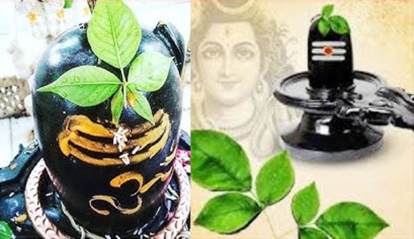 शिव को क्यों प्रिय है बेलपत्र, सावन में क्यों बढ़ जाता है इसका महत्व